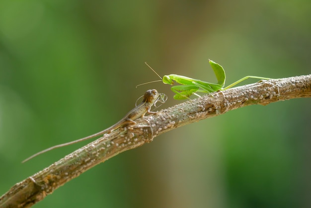 Mantis on branch tree