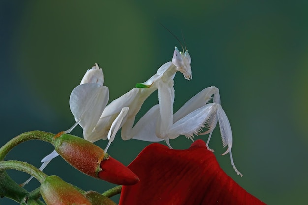 Free photo mantis orchid on flower beautiful mantis on flower