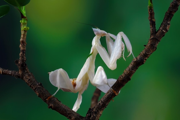 Free photo mantis orchids on branch with natural background