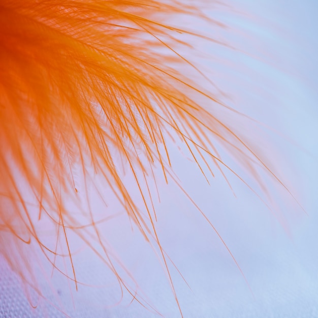 Free Photo many abstract orange fibers on top of quill