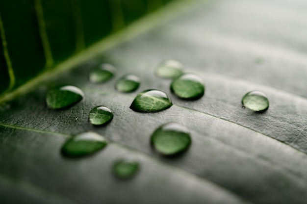 Free photo many drops of water falling on the leaves