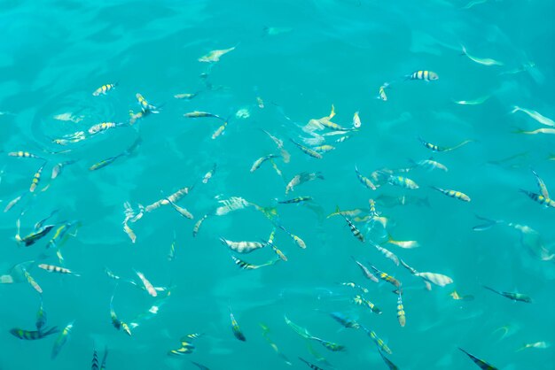 Many fishes in the sea