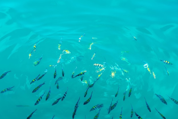 Many fishes in the sea