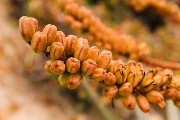 Many flower buds growing on tree branch