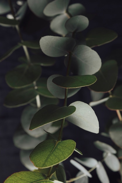 Many green leaves on twigs