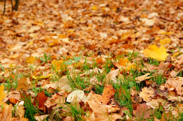 Free Photo many leaves in the autumn lying between grass in poznan, poland