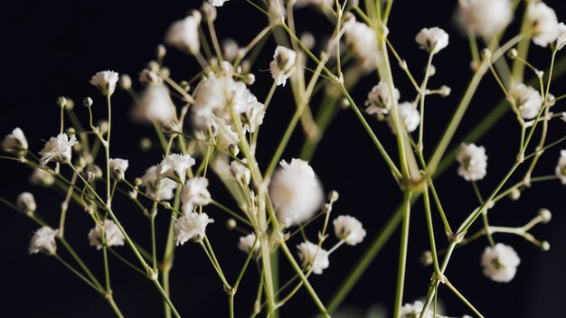 Many light fresh blooms on twig