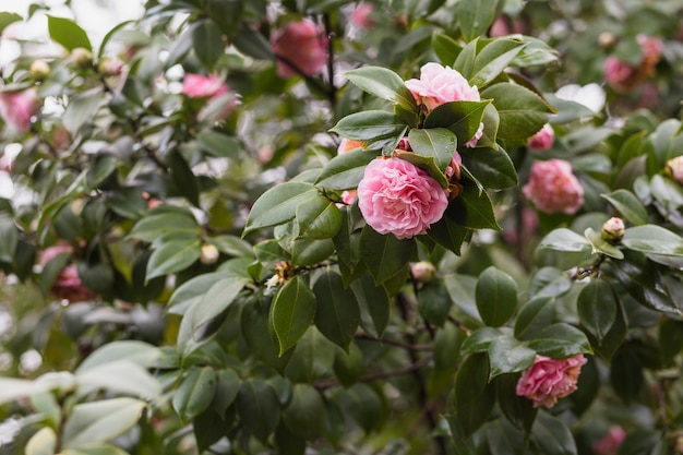 Free photo many pink flowers growing on green twigs with drops