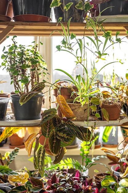 Many pots with a variety of plants in the interior of the room