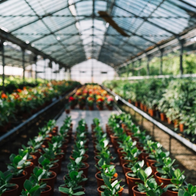 Free photo many potted plants growing in greenhouse