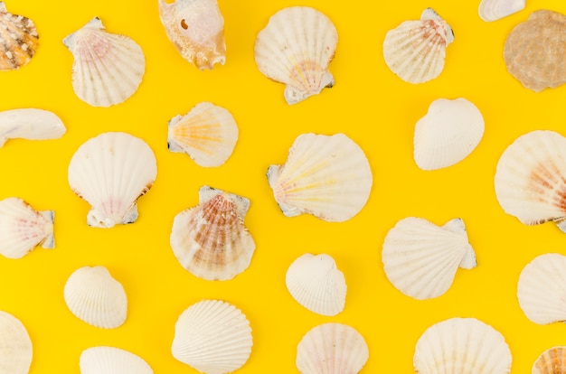 Free Photo many sea shells scattered on table