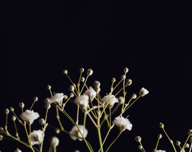 Many white fresh blooms on twig