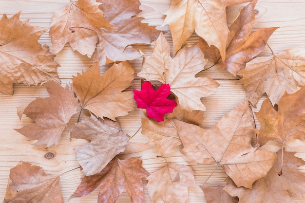 Maple dry leaves