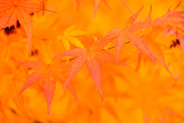 Free Photo maple leaf