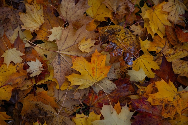 Maple leaves on the ground