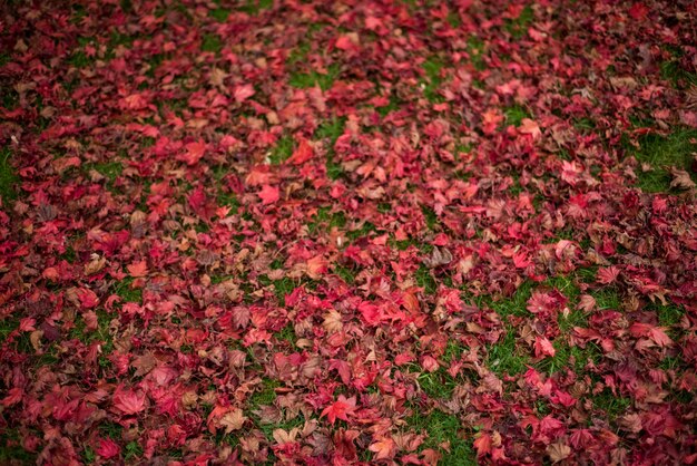 Maple tree leaves fallen on grass