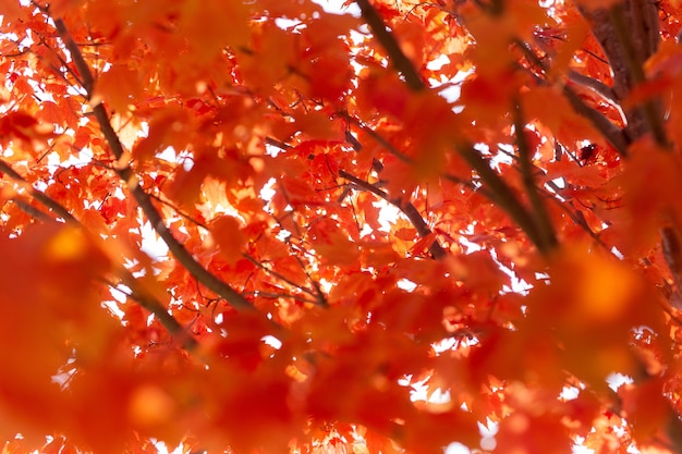 Free Photo maple tree with red leaves under the sunlight during the autumn with a blurry background