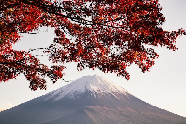 Maple tree with red leaves under the sunlight with a mountain covered in the snow