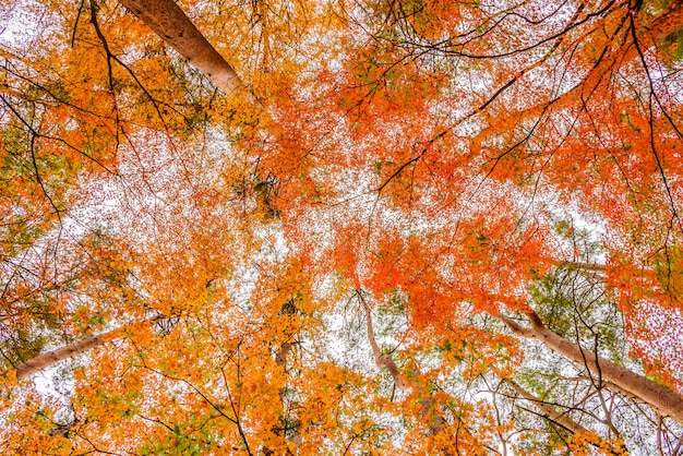 Free photo maple tree