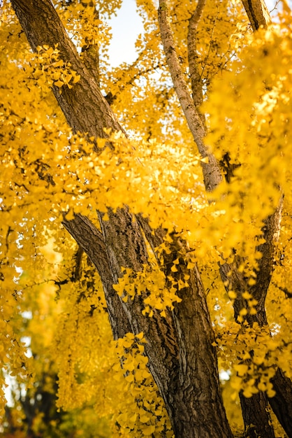 Maple trees plants