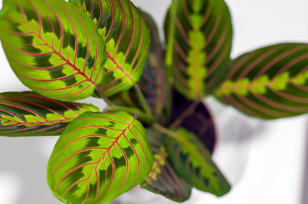 Free Photo maranta tricolor isolated on white background. beautiful home leaves the plant isolated on white background