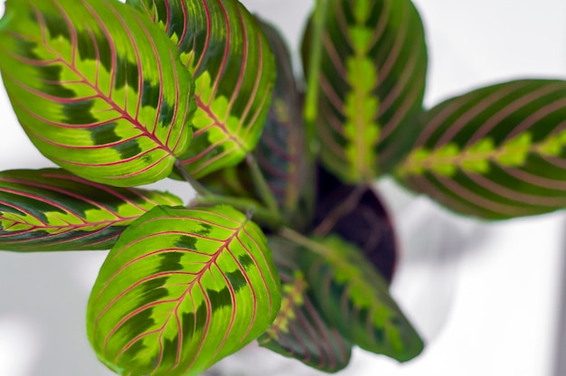 Free photo maranta tricolor isolated on white background. plant leaves close-up. beautiful home leaves the plant isolated on white background