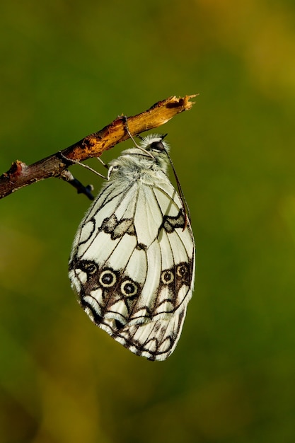 Free photo marbled white butterfly on a tree branch under the sunlight with a blurry setting