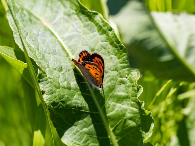 Free photo marco shot of a butterfly on a leaf