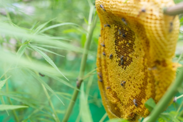 Marijuana and Honeycomb.