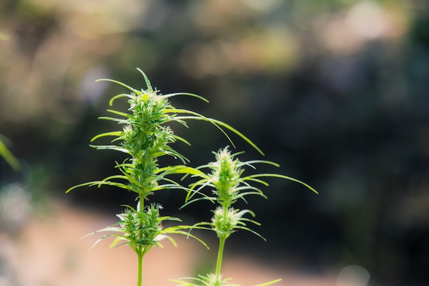 Marijuana leaves, Cannabis on beautiful background.