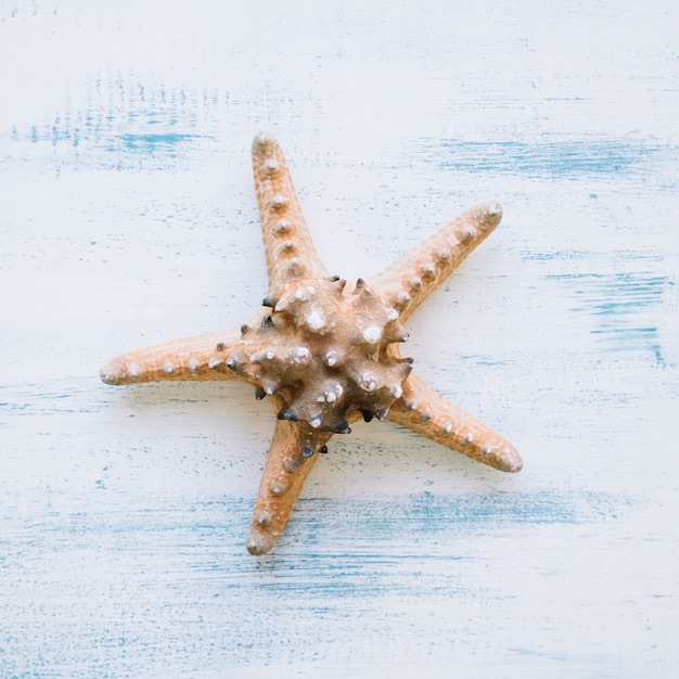 Free photo marine composition with starfish