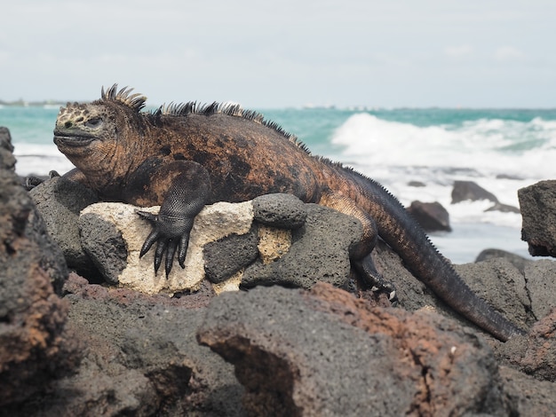 Free photo marine iguana on the rocks by the beach captured during the daytime