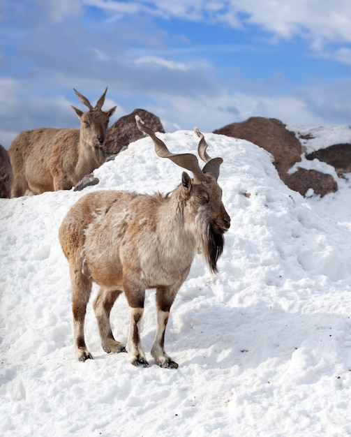 Markhor  in wildness area