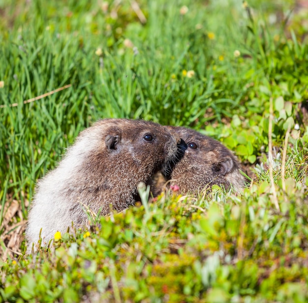 Marmot