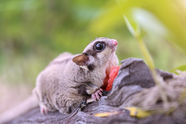 Free photo marsupial on the tree