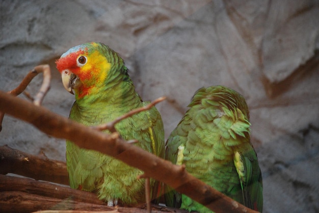 Free photo matching pair of amazon parrots on a perch.