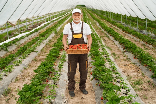 Mature gardener holding basket full of fresh strawberries