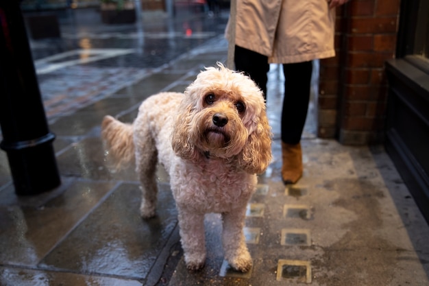 Mature woman walking her dog while it rains