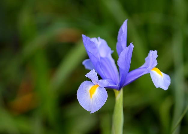 Mauve Iris