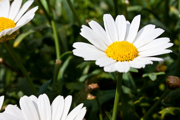 Free photo mayweed flowers blooming in a garden