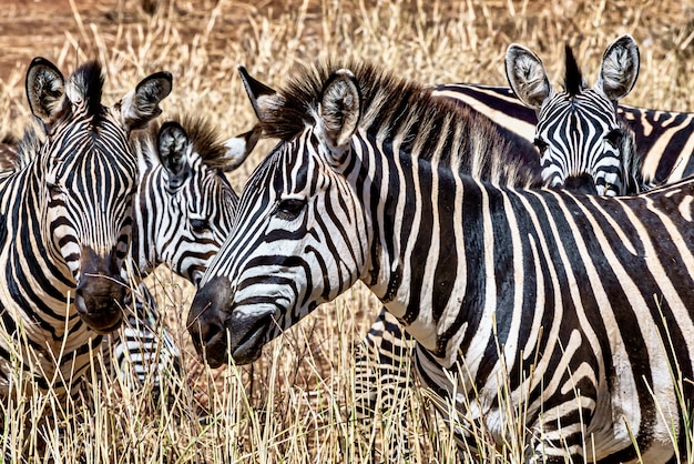 Meadow covered in the grass surrounded by zebras under the sunlight at daytime