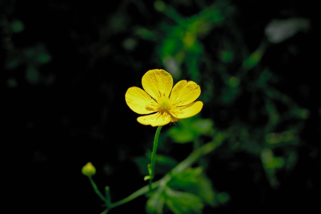 Free Photo meadow floral bloom summer blooming