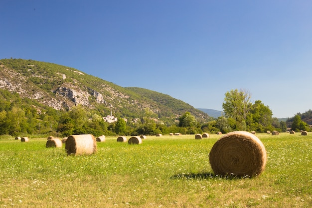 meadow landscape