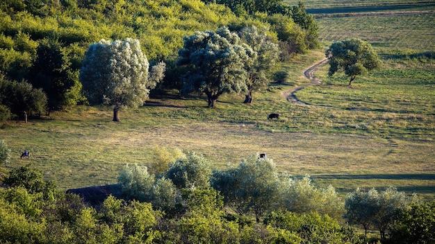 Free photo meadow with grazing cows, multiple lush trees in moldova