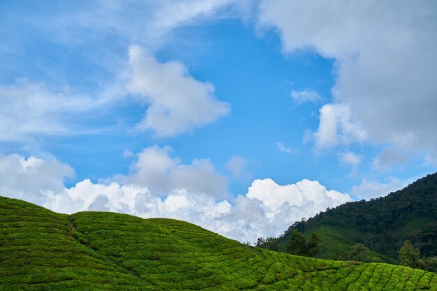 Meadow with green hills and shrubs