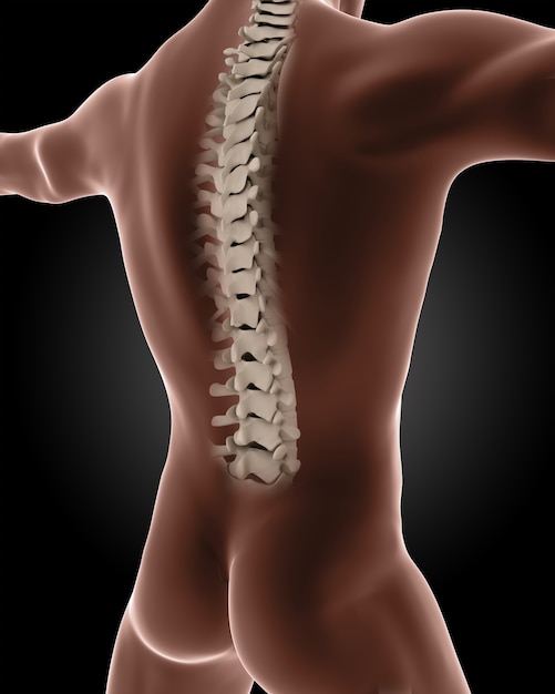 Free photo medical illustration of vertebral column