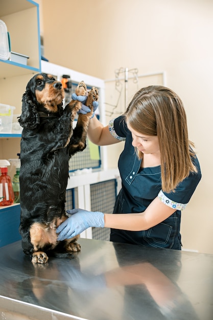 Free photo the medicine, pet care and people concept - dog and veterinarian doctor at vet clinic