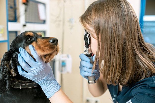 Free Photo the medicine, pet care and people concept - dog and veterinarian doctor at vet clinic