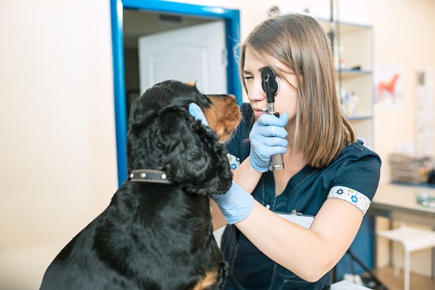 Free photo the medicine, pet care and people concept - dog and veterinarian doctor at vet clinic