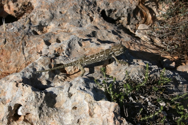 Free Photo the mediterranean chameleon